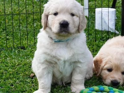 Golden Retriever Puppies