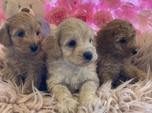 Mini/Toy Labradoodle Pups