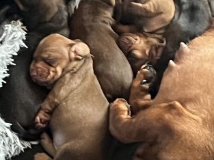 Mini Dachshund Puppies