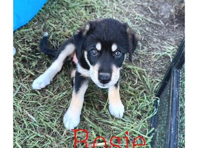 Maremma x border collie