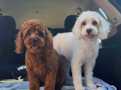 Toy Male Cavoodle