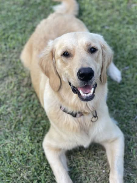 Golden Retrievers DNA TESTED & HEALTH SCREENED