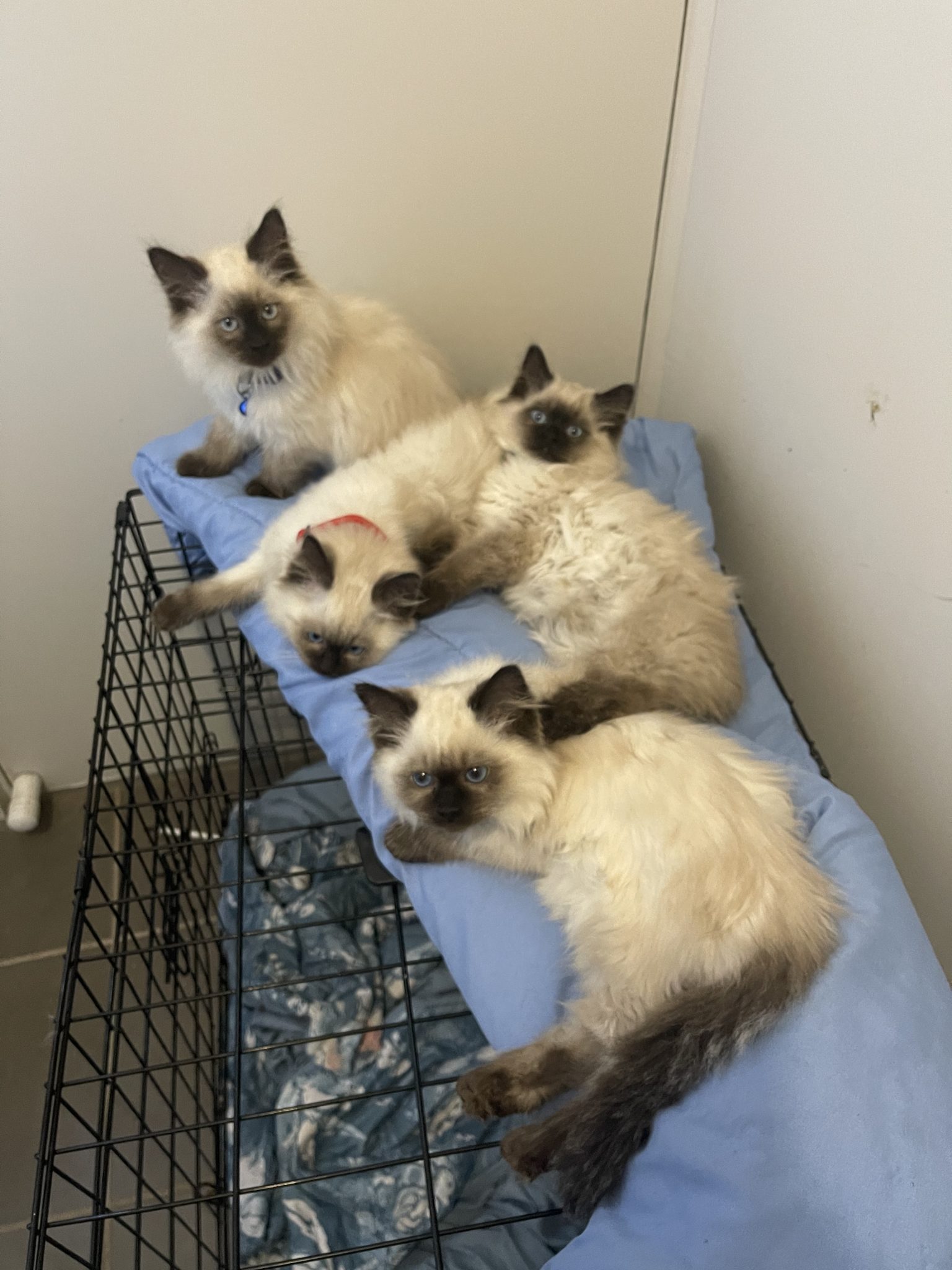 4 PURE SEAL POINT RAGDOLLS KITTENS FOR SALE