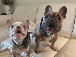 Lilac Merle Temperament French Bulldog !!!!