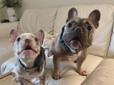 Lilac Merle Temperament French Bulldog !!!!