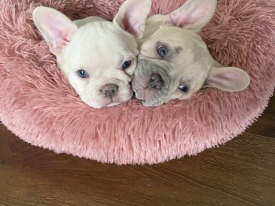 French bulldog puppies