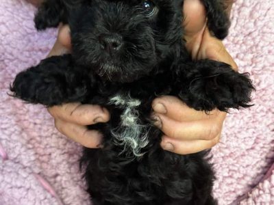 Beautiful Shoodle Puppies! 7 girls 1 boy