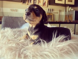 Miniature Dachshund Puppies