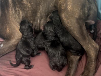 Expressions of interest