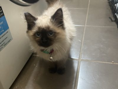 4 PURE SEAL POINT RAGDOLLS KITTENS FOR SALE