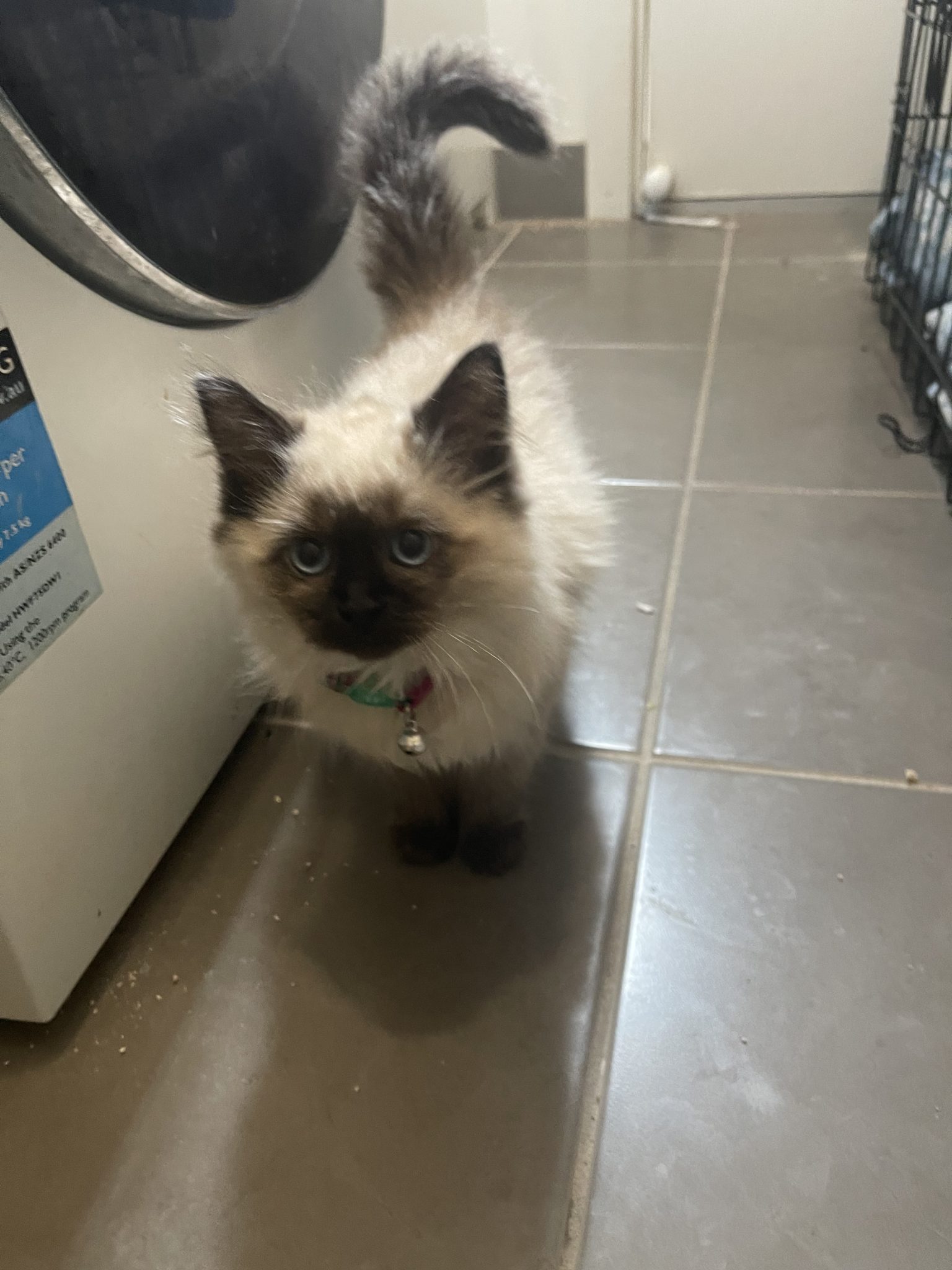 4 PURE SEAL POINT RAGDOLLS KITTENS FOR SALE