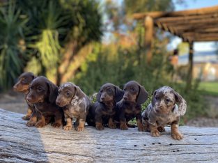 Purebred Miniature Dachshund Puppies for Sale