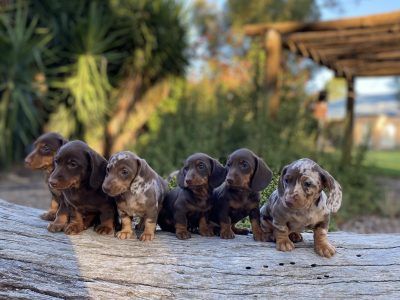 Purebred Miniature Dachshund Puppies for Sale