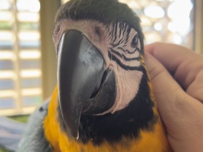 Super Friendly Blue and Gold Macaw