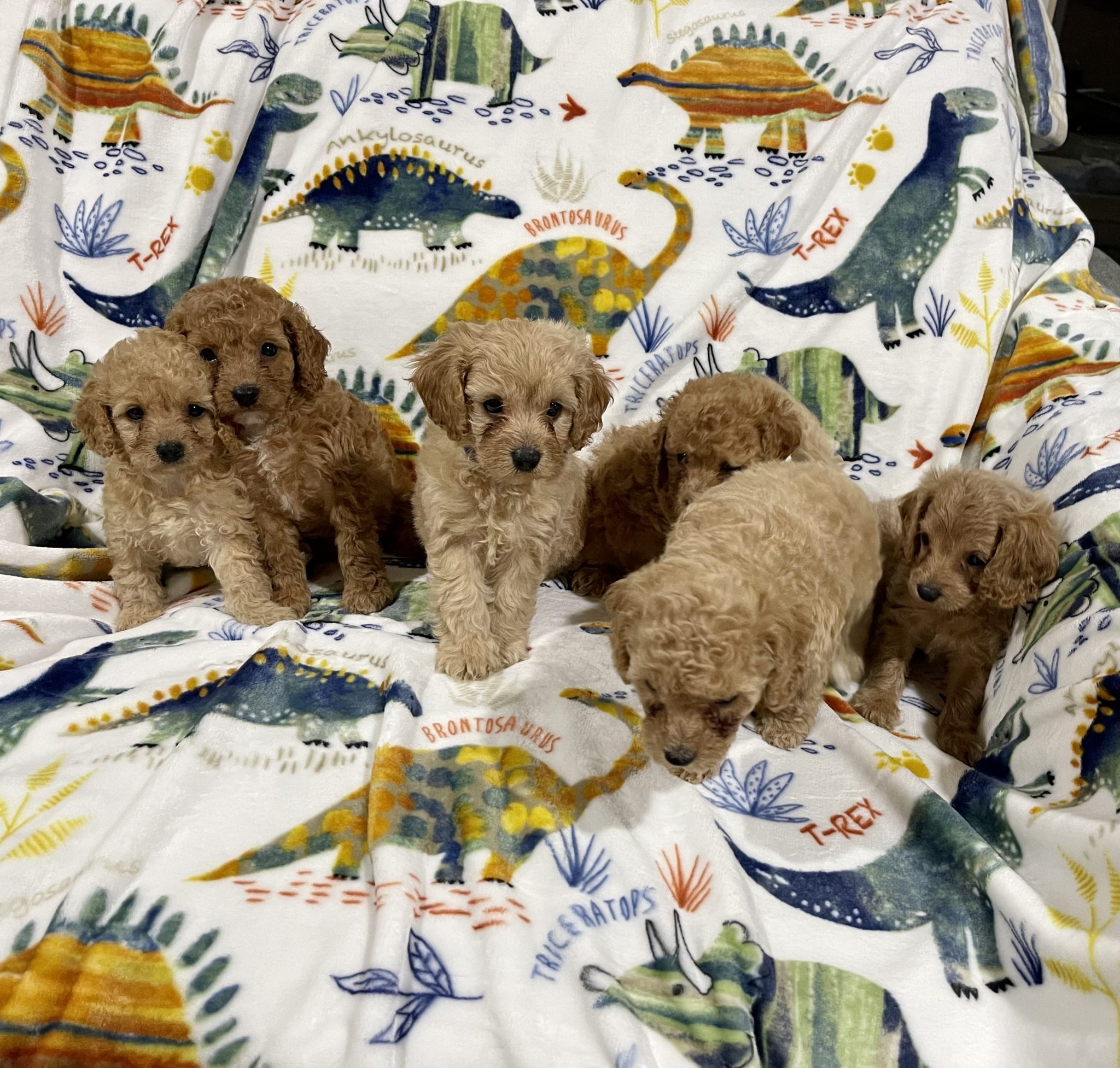 Toy Cavoodle puppies