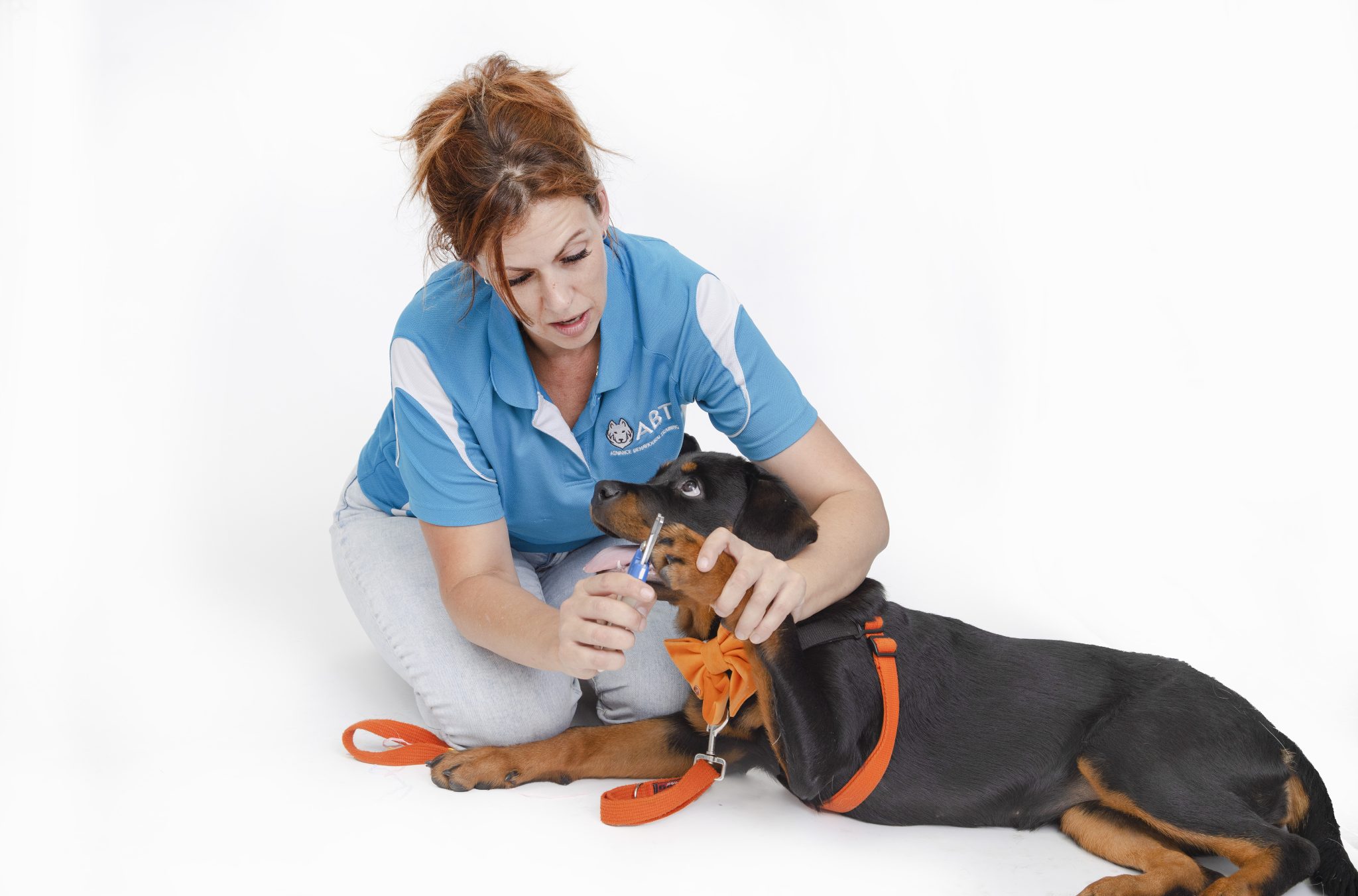 ABT-Plus Online dog training & Behaviour services