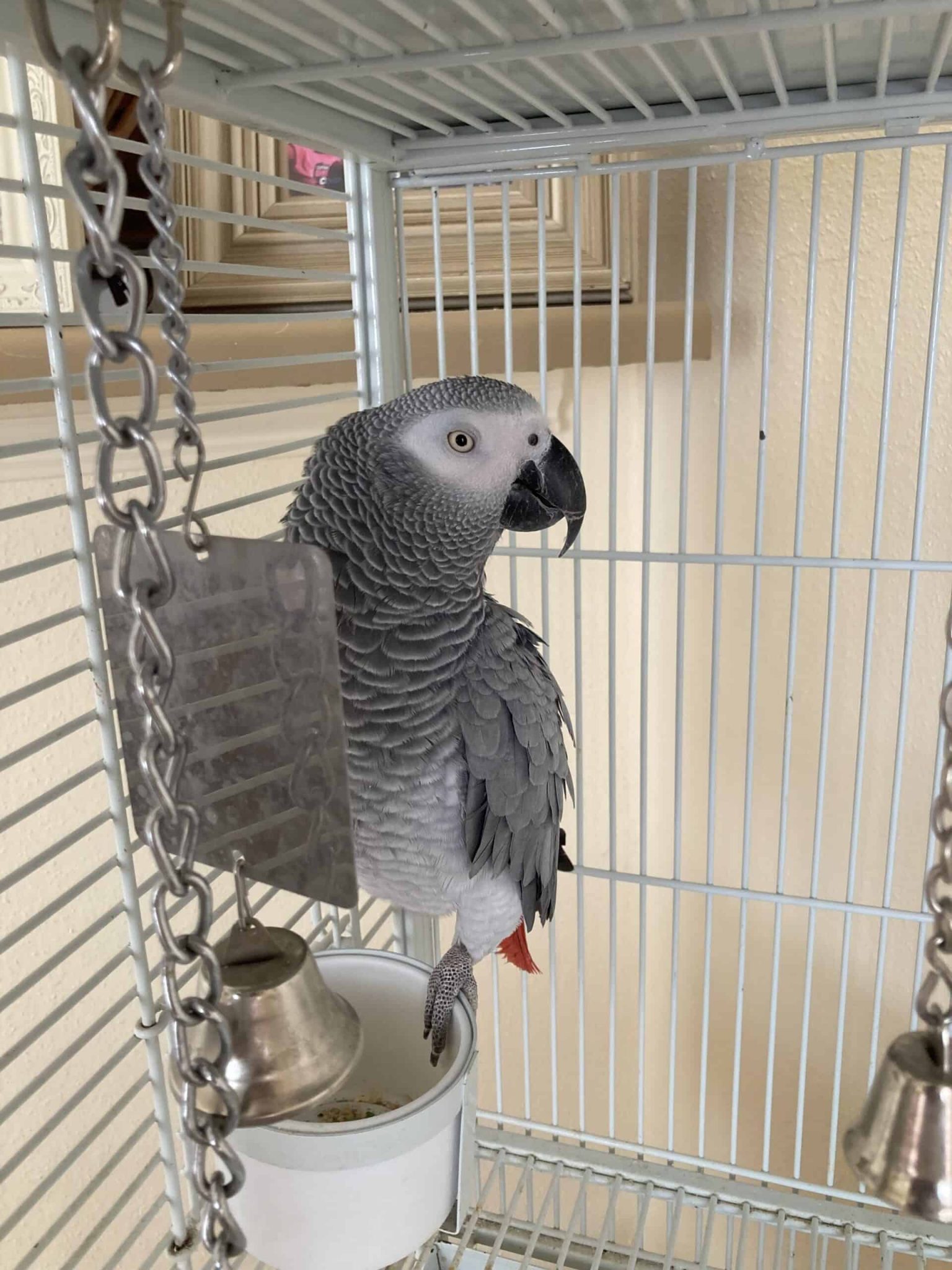 Beautiful Young Male African Grey