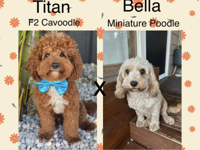 Cavoodle Puppies