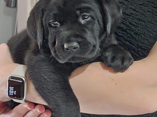 Labrador Retriever – Bibra Lake