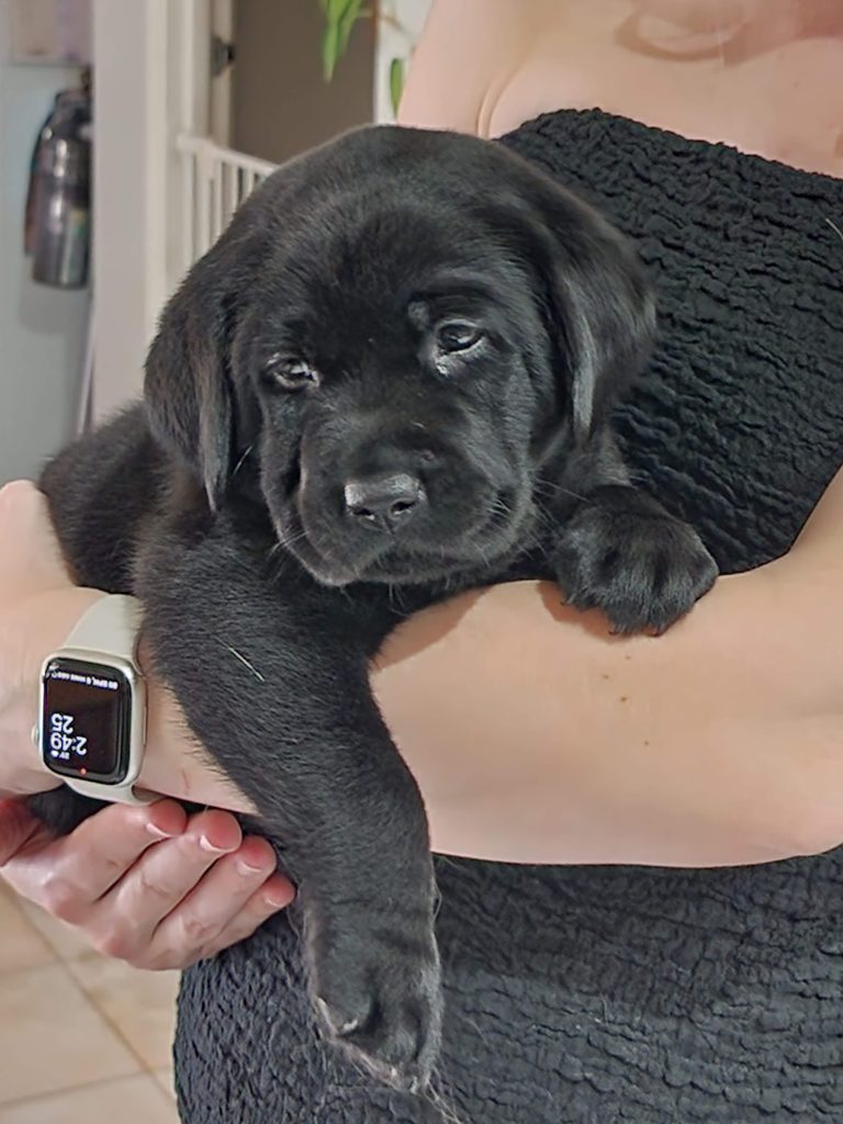 Pure Bred Black Labrador Retrievers PetsForHomes