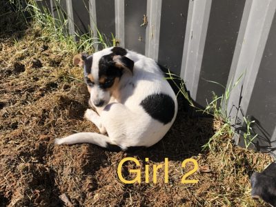 Jack Russell Terrier For Sale