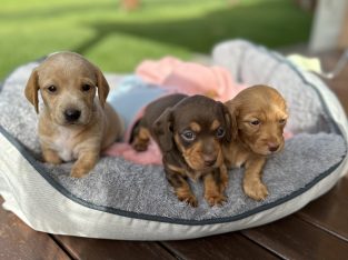 Miniature Dachshunds 🤍
