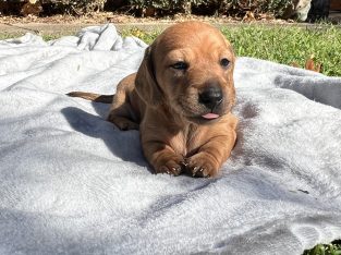 Mini dachshund puppies