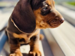 Male chocolate tan minature dachshund