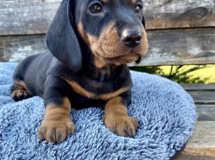 Miniature Dachshund Puppies