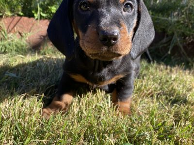 Miniature Dachshund Puppies
