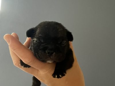 French Bull Dog Puppies