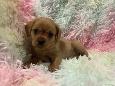 Pugalier – pug x Cavalier