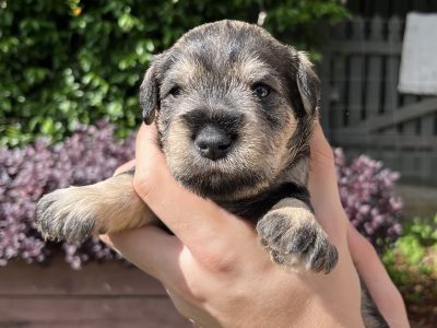 Pure bred miniature schnauzer puppies