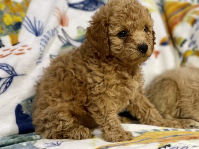 Toy Cavoodle puppies