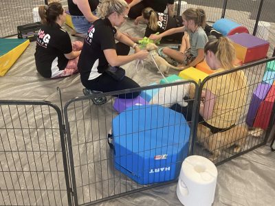 Dog Training Brisbane