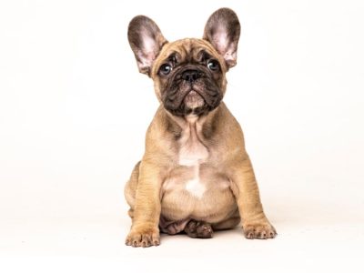 French Bulldog puppies for sale