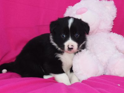 Border Collies