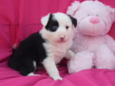 Border Collies