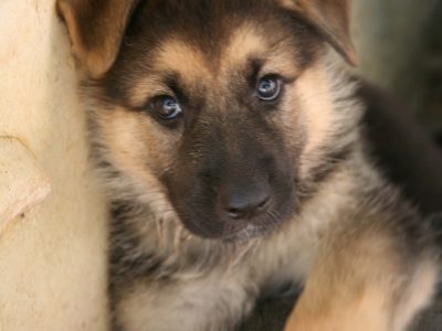 German Shepherd Puppy For Sale