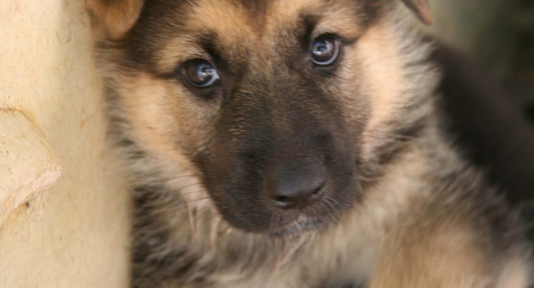 German Shepherd Puppy For Sale - PetsForHomes