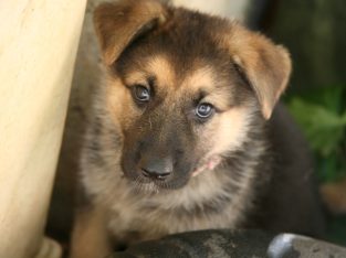 German Shepherd Puppy For Sale