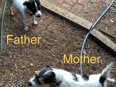 Jack Russell Terrier For Sale