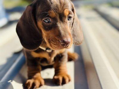 Male chocolate tan minature dachshund