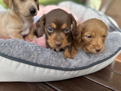 Miniature Dachshunds 🤍