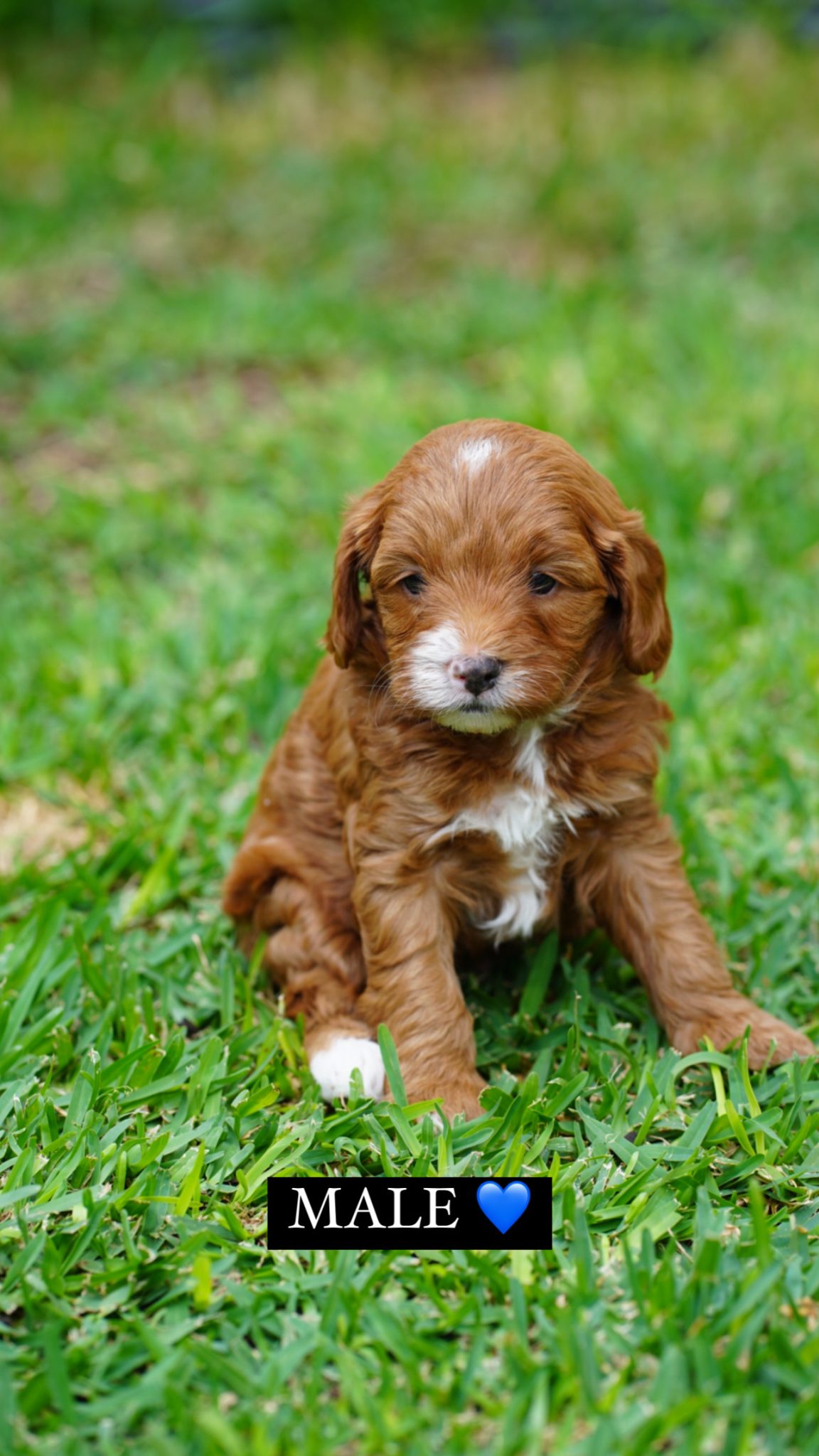 Toy Male Cavoodle