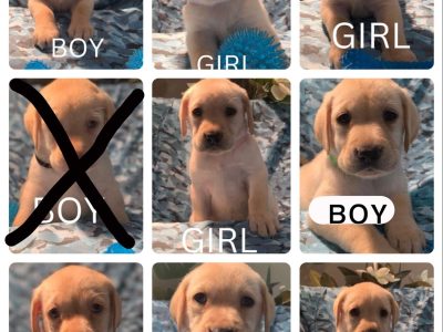 Pure Breed Labradors