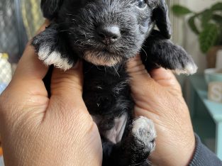 Tri Colour English Beagle x Red Toy Poodle Puppies
