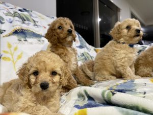 Toy Cavoodle puppies