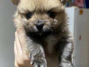 Pomeranian puppies