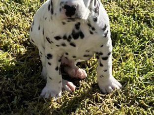 Dalmatian Puppies